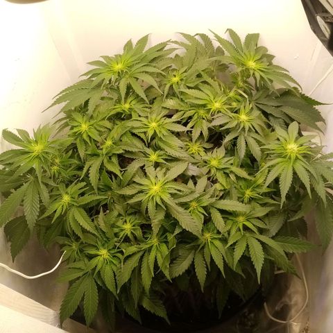 Criminal growlog timeline photo