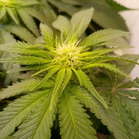 Criminal growlog timeline photo