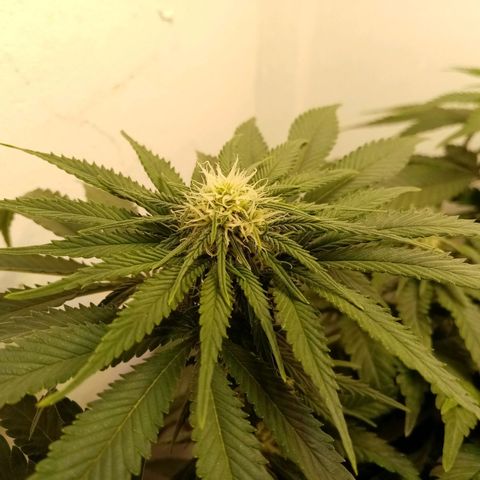 Criminal growlog photo: Появляются трихомы
