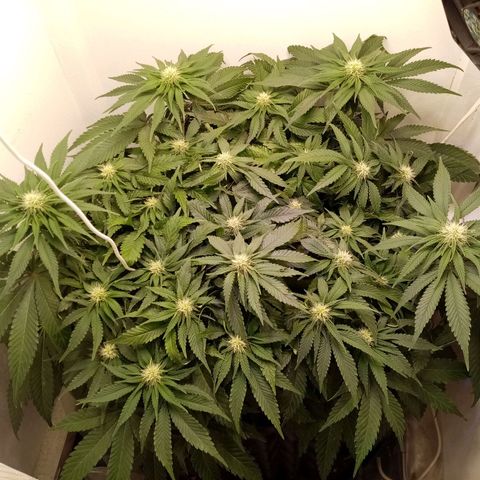 Criminal growlog photo: Появляются трихомы