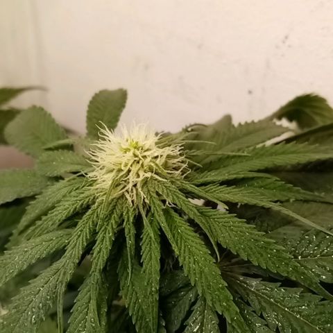 Criminal growlog photo: До полива и после