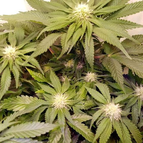 Criminal growlog photo: До полива и после