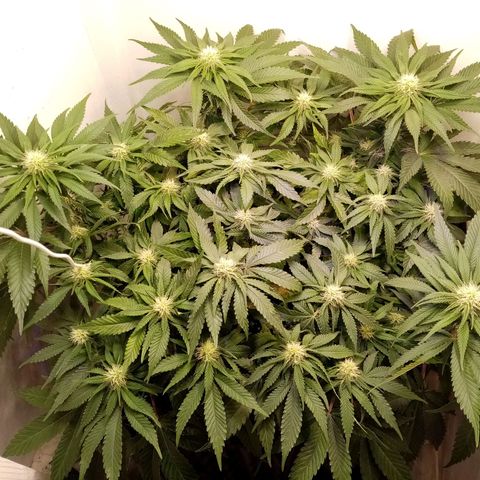 Criminal growlog photo: До полива и после