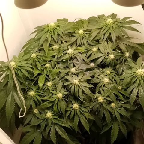 Criminal growlog photo: До полива и после