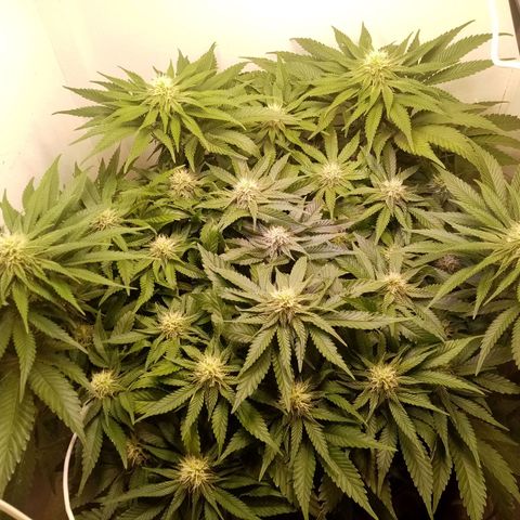 Criminal growlog timeline photo