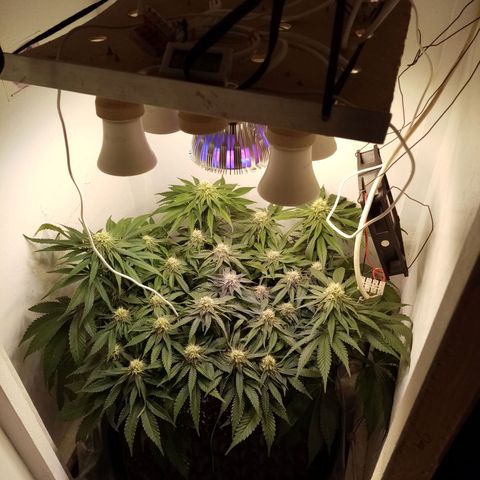 Criminal growlog photo: После небольшой обрезки