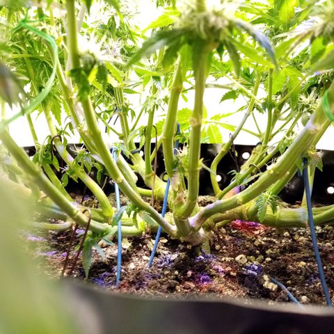 Criminal growlog photo: После небольшой обрезки
