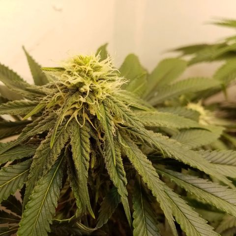 Criminal growlog photo: После небольшой обрезки