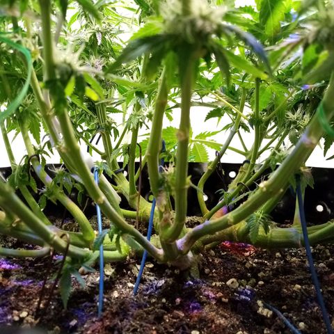 Criminal growlog photo: После небольшой обрезки