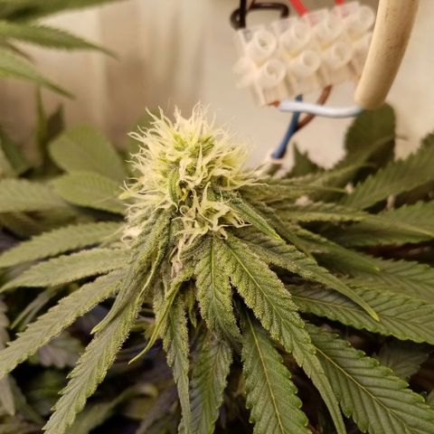 Criminal growlog photo: После небольшой обрезки