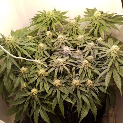 Criminal growlog photo: После небольшой обрезки
