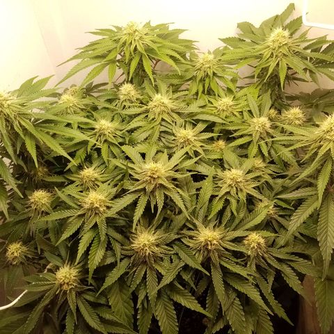 Criminal growlog photo: Легкая дефолиация