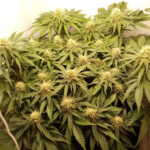 Criminal growlog timeline photo