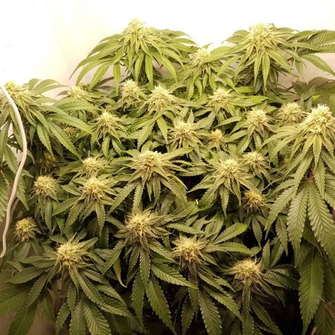 Criminal growlog timeline photo