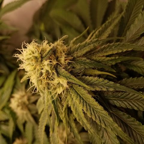 Criminal growlog timeline photo