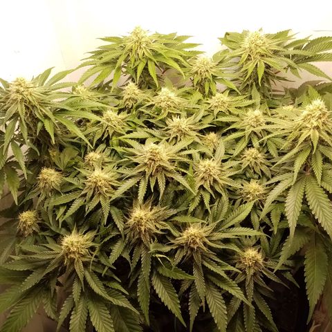 Criminal growlog timeline photo