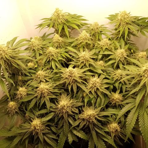 Criminal growlog timeline photo