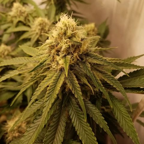 Criminal growlog timeline photo