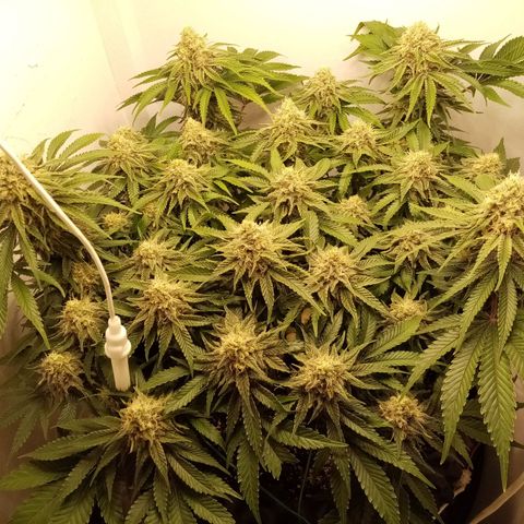 Criminal growlog timeline photo