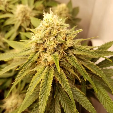 Criminal growlog timeline photo