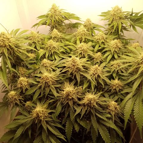 Criminal growlog timeline photo