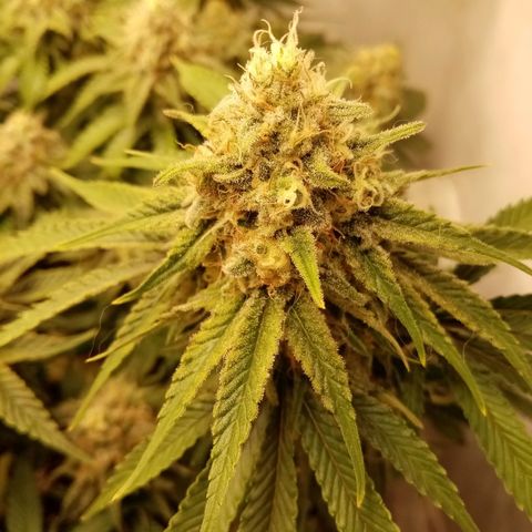 Criminal growlog timeline photo