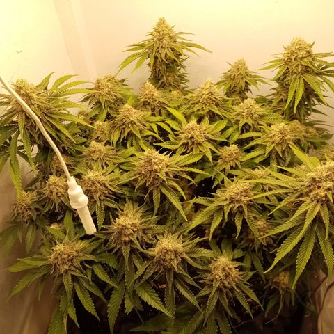 Criminal growlog timeline photo
