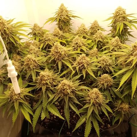 Criminal growlog timeline photo