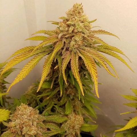 Criminal growlog timeline photo