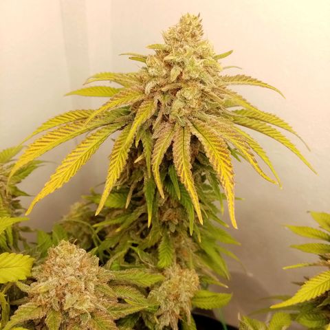 Criminal growlog timeline photo