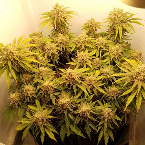 Criminal growlog timeline photo