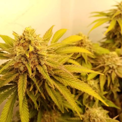 Criminal growlog timeline photo