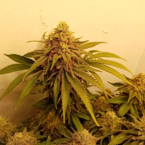 Criminal growlog timeline photo