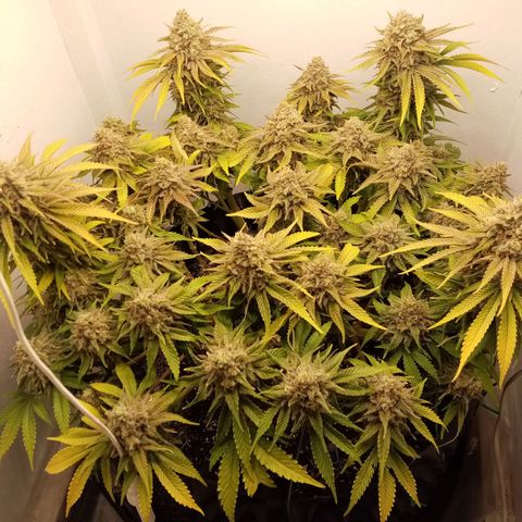 Criminal growlog timeline photo