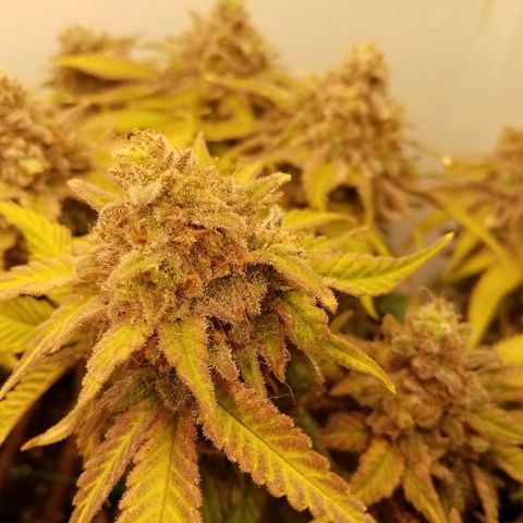 Criminal growlog timeline photo