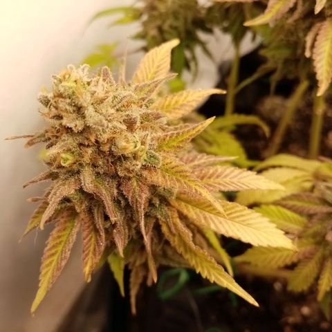 Criminal growlog timeline photo