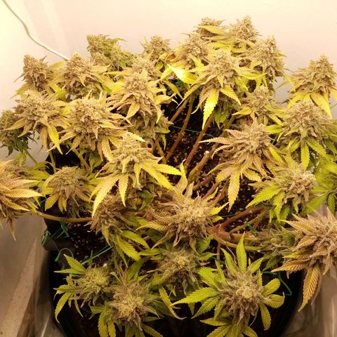 Criminal growlog timeline photo