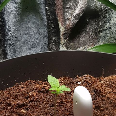 Frisian Duck growlog timeline photo