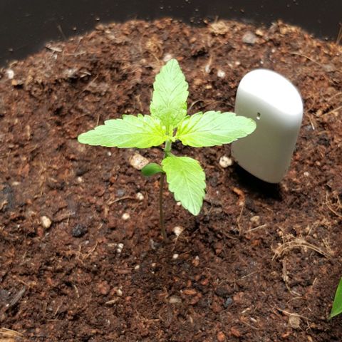 Frisian Duck growlog photo: Empieza a salir el 3er par de hojas.