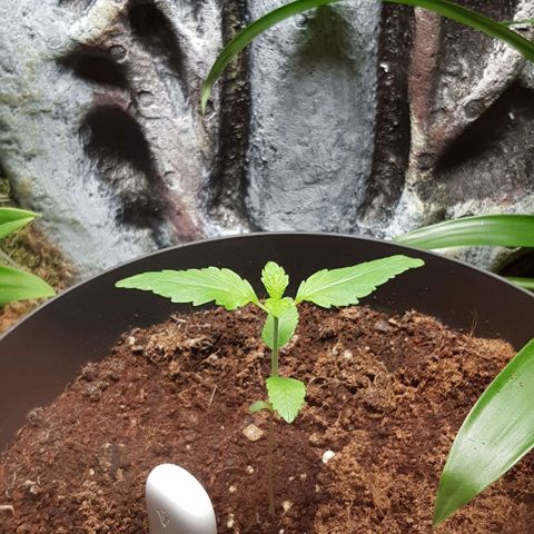 Frisian Duck growlog photo: Sale el 3er par de hojas, inicio del periodo de crecimiento.
