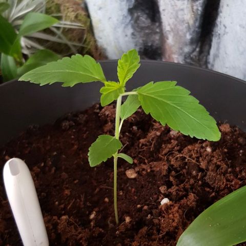 Frisian Duck growlog timeline photo