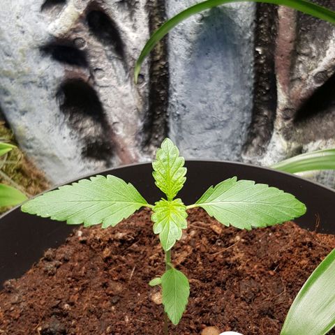 Frisian Duck growlog timeline photo