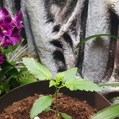 Frisian Duck growlog timeline photo