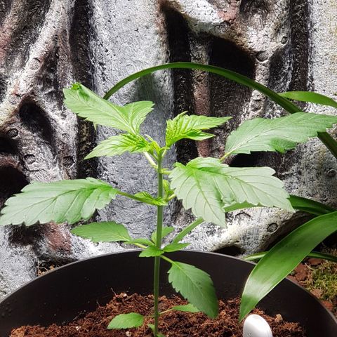 Frisian Duck growlog timeline photo