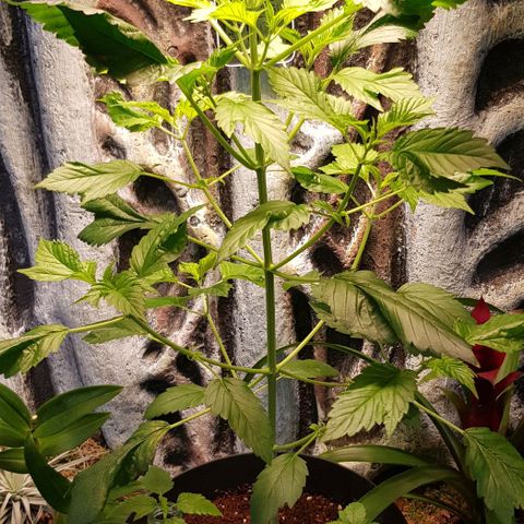 Frisian Duck growlog photo: Prefloración 