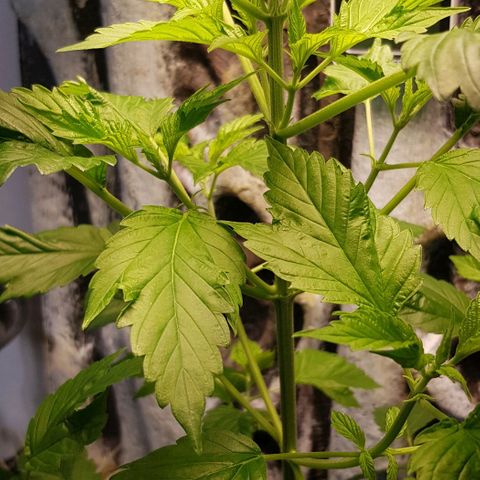 Frisian Duck growlog photo: Prefloración 