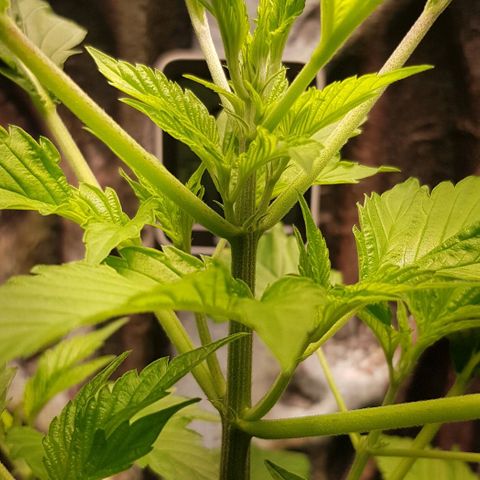 Frisian Duck growlog photo: Prefloración 