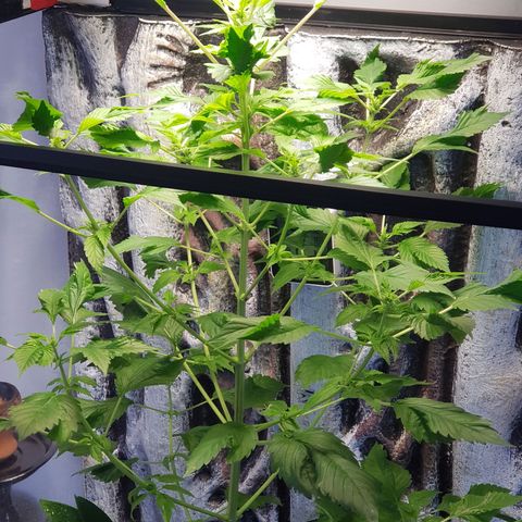 Frisian Duck growlog timeline photo