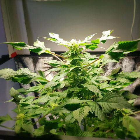 Frisian Duck growlog photo: .