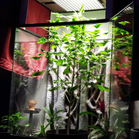 Frisian Duck growlog photo: Engordando